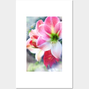 Atmospheric Amaryllis Posters and Art